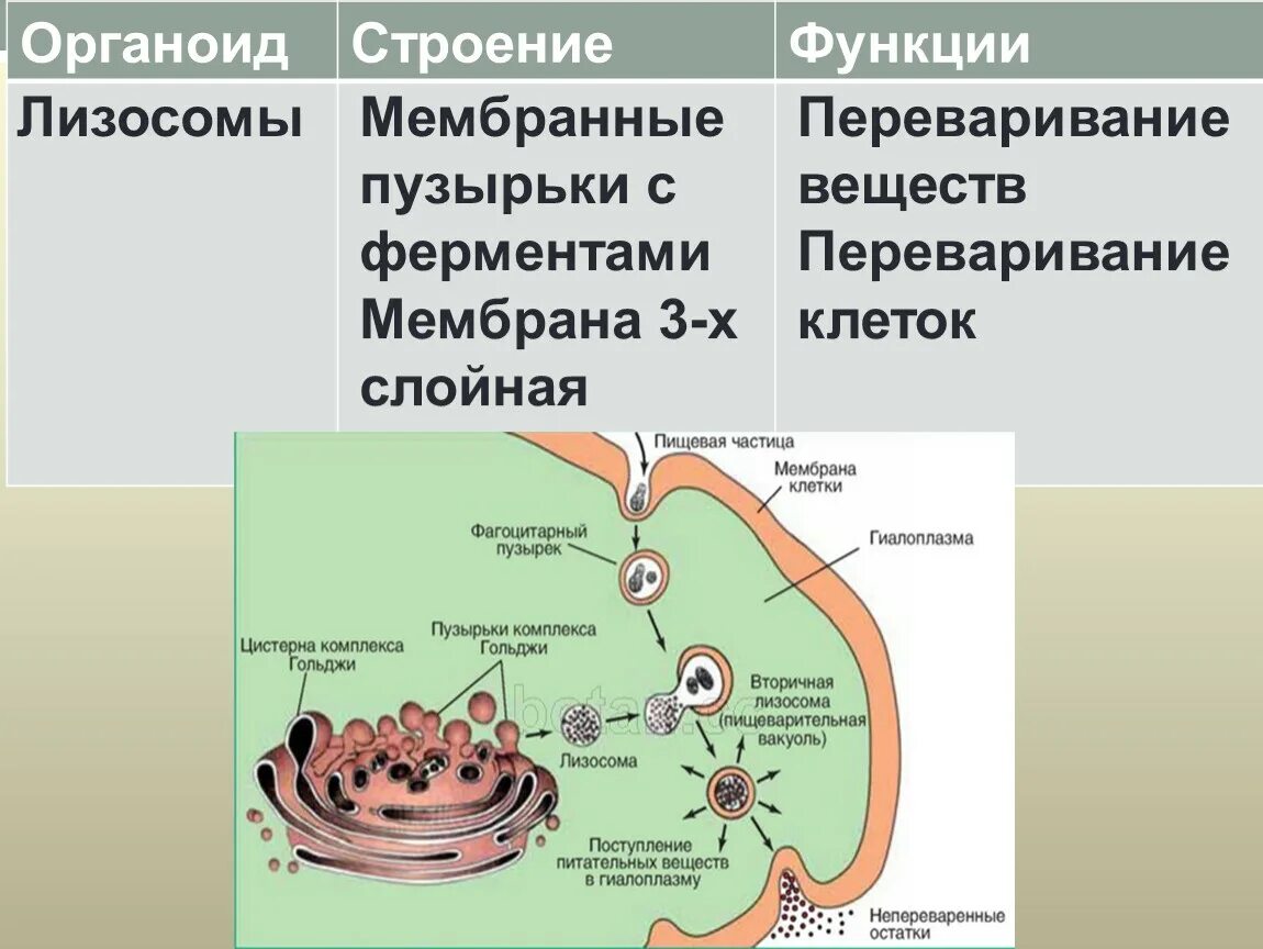 Лизосомы строение и функции. Лизосомы особенности строения и функции. Лизосомы функции 8 класс. Строение клетки таблица лизосомы.