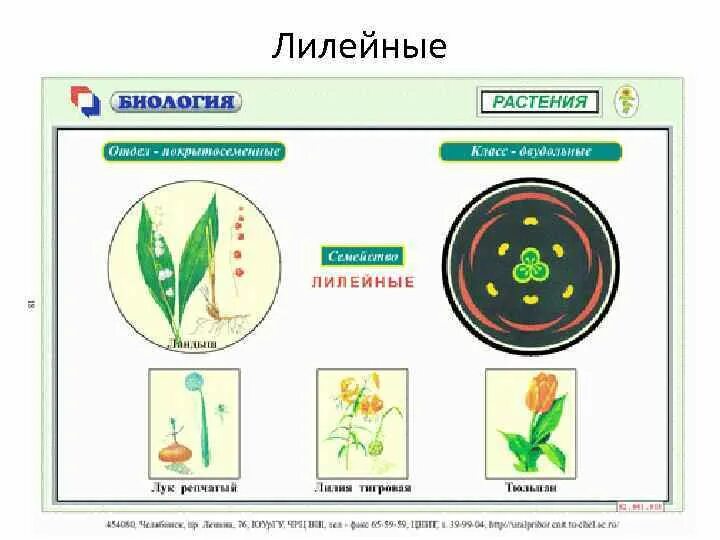 Каково значение растений лилейных в жизни человека. Растения семейства Лилейные. Размножение лилейных. Лилейные биология. Семейство Лилейные таблица.