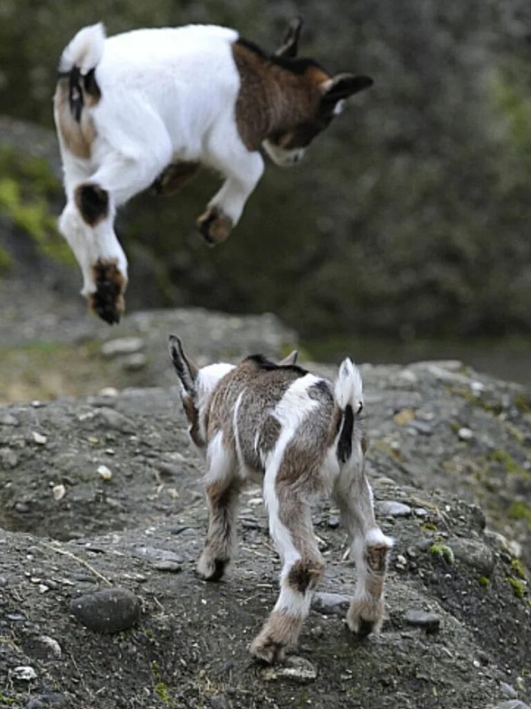 Pygmy Goat. Маленький козлик. Козлята бодаются. Козленок прыгает.