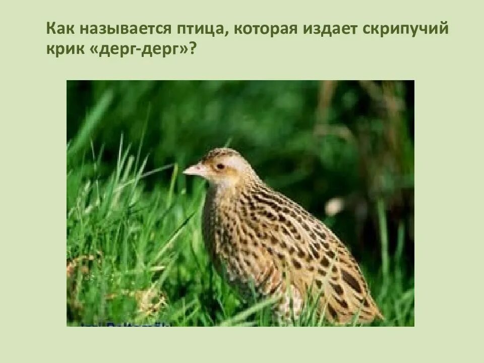 Какая птица издает пить полоть. Дерг дерг. издаёт скрипучий крик дёрг дёрг. птица которая издаёт скрипучий крик. птицы которые издаёт скрипучий крик дёрг дёрг.