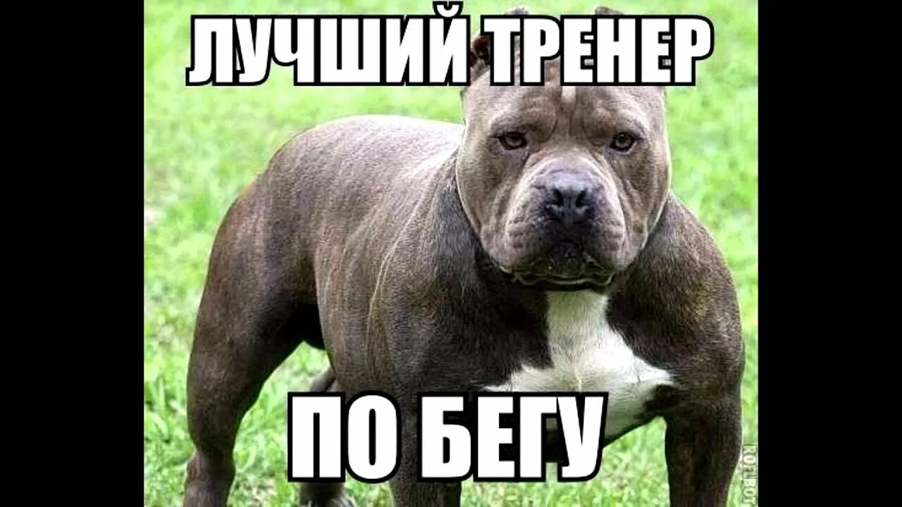 Питбуль содержание. Питбуль содержание