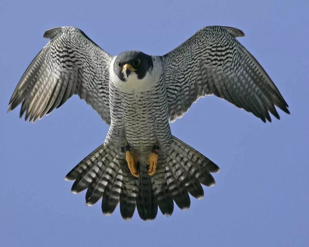 Скорость полета сапсана. Сапсан Falco peregrinus. Сокол Сапсан в тундре. Сокол Сапсан размах крыльев. Сокол Сапсан пикирует.