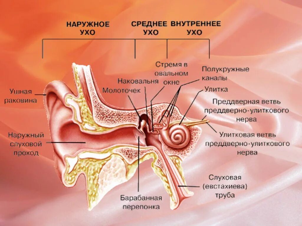 Анализатор слуха и равновесия. Строение уха наружное среднее внутреннее. Слуховой анализатор евстахиева труба. Внутреннее ухо орган слуха строение. Орган слуха внутреннее ухо.