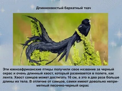 Какая птица длинный хвост