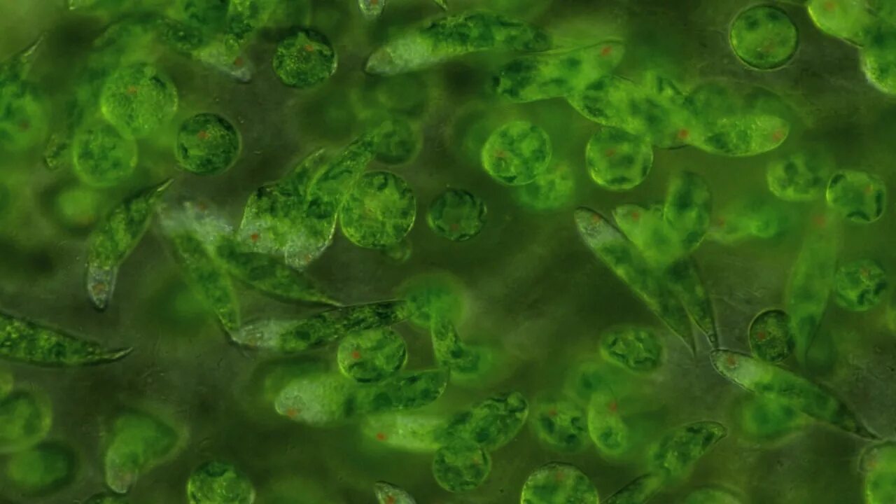 Водоросли дифференцированных клеток. Эвглена зеленая водоросль. Эвглена зеленая микроскоп. Эвгленовые водоросли. Эвглена фотосинтез.