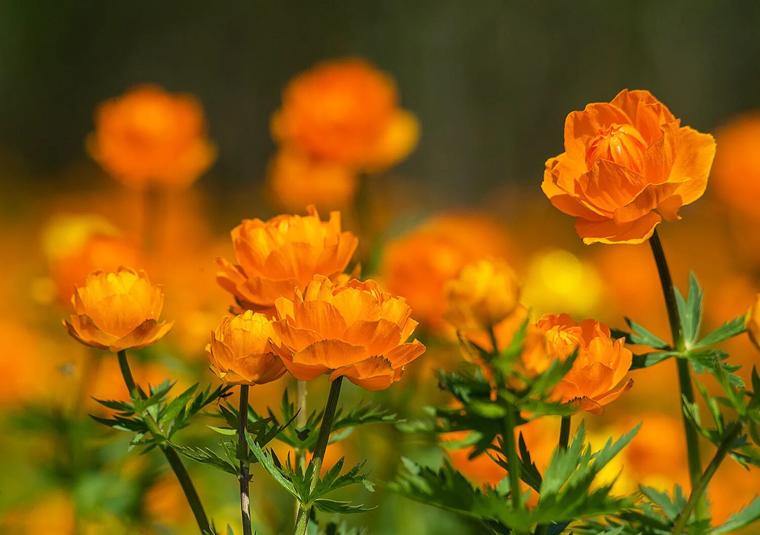 купальница сибирская. сибирская купальница жарки. купальница сибирская огонек. купальница забайкальская. купальница байкальская.