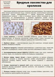 Какие фрукты можно кроликам