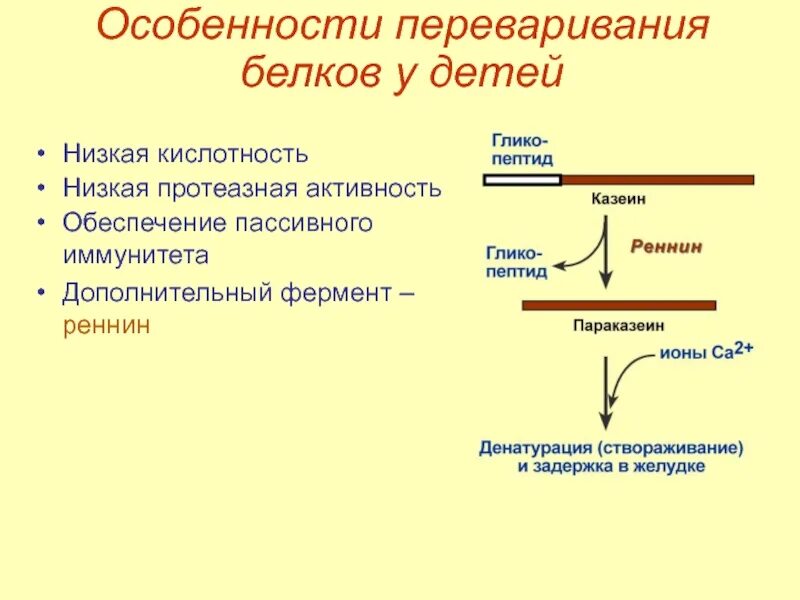 Переваривание растительных белков. Переваривание белков у детей. Особенности переваривания белков. Переваривание белков в желудке. Ферменты переваривания белков.