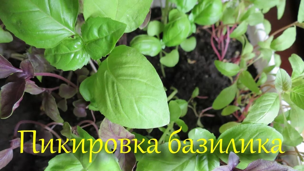 Базилик пикировка. Базилик пикировка рассады. заглубление рассады базилика. прищипка базилика.