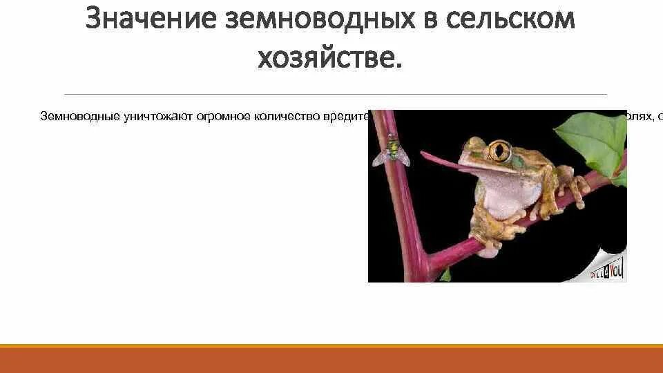 Земноводных корень. Земноводные значение. Значение земноводных в природе. Земноводные значение в природе и жизни человека. Половое поведение земноводных.