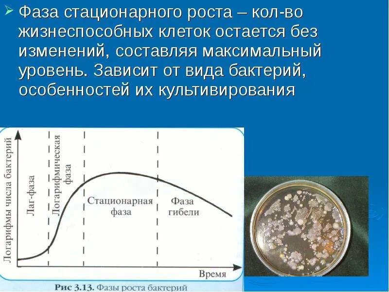 Фазы роста бактерий. Стационарная фаза роста микроорганизмов. фазы роста микроорганизмов микробиология. фаза стационарного роста микроорганизмов характеризуется.