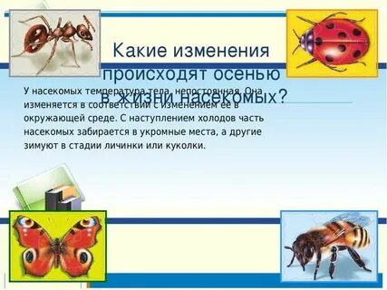 Изменения в жизни насекомых осенью