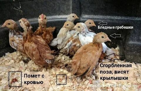 Убери кур