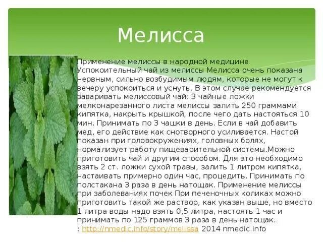 С какого возраста можно давать мяту