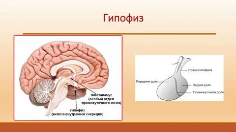 Как проверить гипоталамус