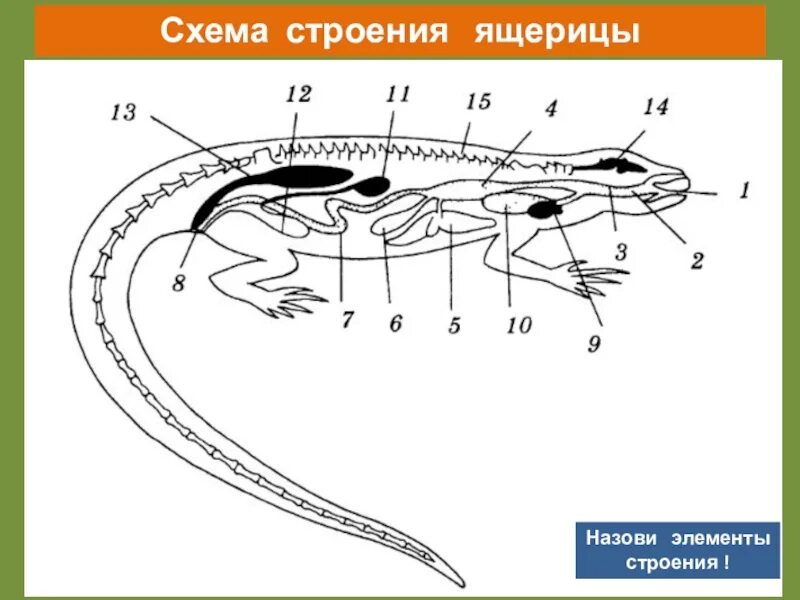 Строение ящерицы 7 класс. Внутреннее строение Тритона обыкновенного. Внешнее строение ящерицы. Ящерица биология строение. Строение пресмыкающихся.