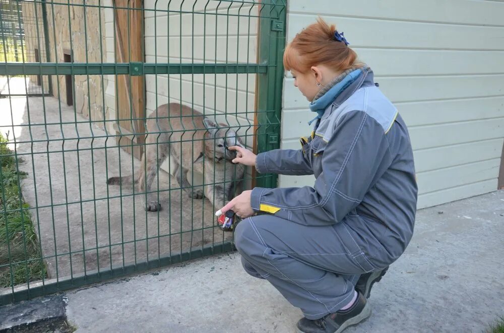 Зоопарк Белгород. Белгородский зоопарк Белгород. Белгородский зоопарк многодетные семьи. Магазин сувенир в Белгороде зоопарк.