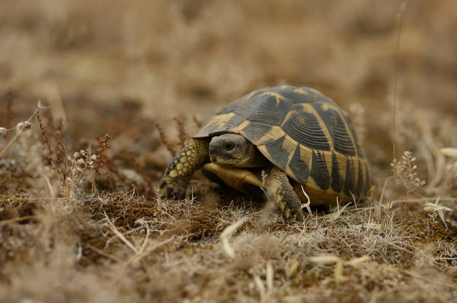 Testudo Hermanni. Среднеазиатская черепаха. Средиземноморская черепаха. Среднеазиатская черепаха гуччи.