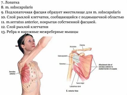 Болит под правой подмышкой у женщин