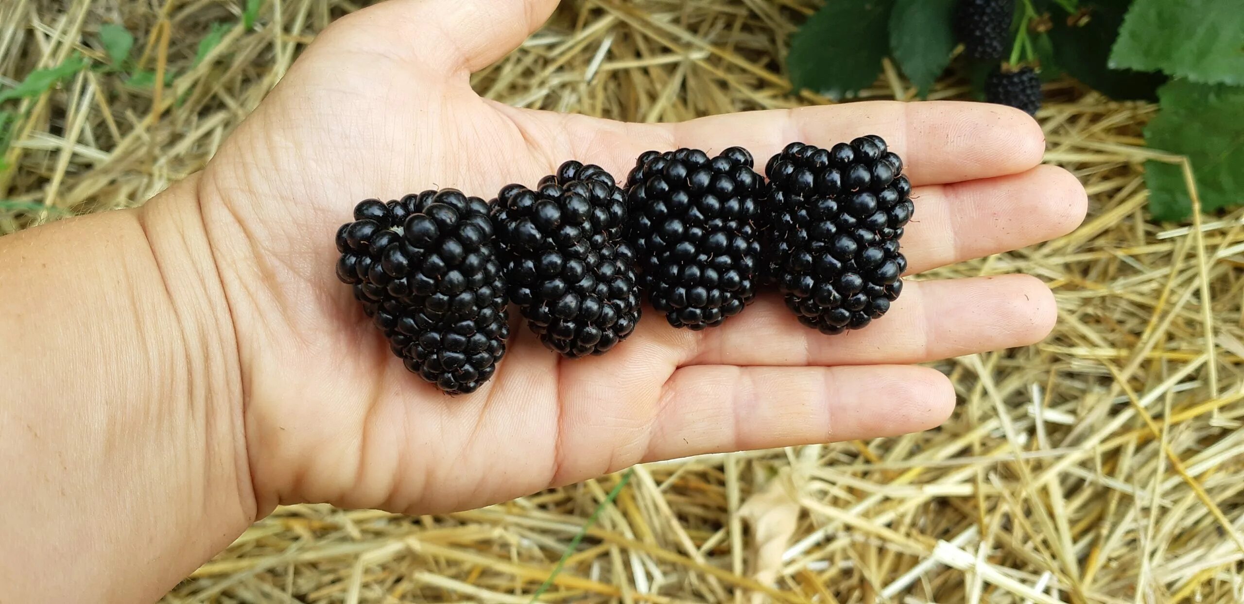 хевен кэн вэйт небеса могут подождать ежевика люкс. небеса могут подождать ежевика фото. небеса могут подождать ежевика фото. небеса могут подождать ежевика фото. ежевика сорт небеса.