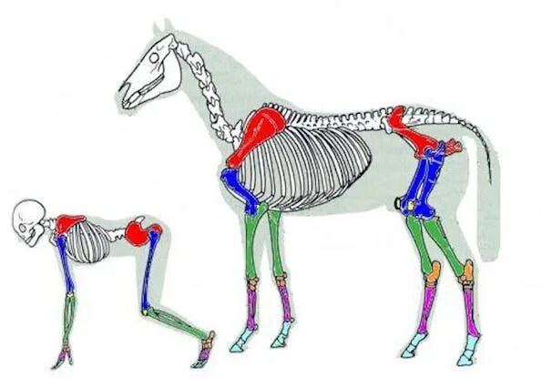 Осевой скелет лошади анатомия. Периферический скелет лошади. Анатомия лошади скелет для ветеринарных врачей. Периферический скелет лошади анатомия. Анатомические особенности животных