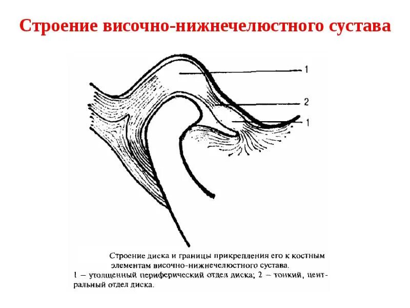 Височно нижнечелюстной сустав строение форма движения. Синовиальная мембрана височно нижнечелюстного сустава. верхнечелюстной сустав внчс. внчс ямка. височно-нижнечелюстной сустав сустав анатомия строение.