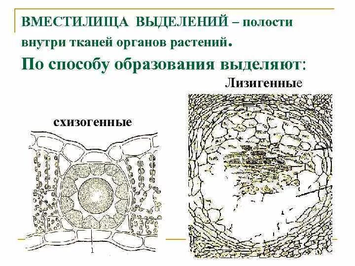 Выделительные клетки схизогенные и лизигенные вместилища. Выделительная ткань схизогенное вместилище. Экзогенные выделительные ткани растений. Ткани растений выделительная ткань.