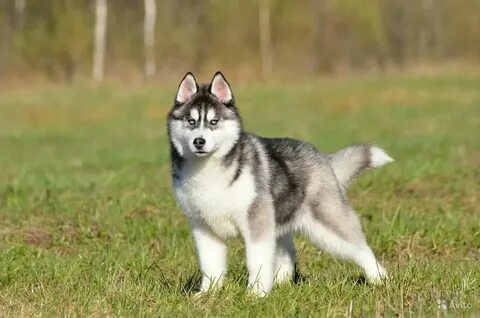 Husky tikobar 12000