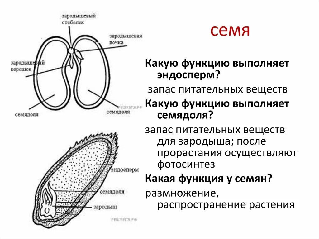 Что такое зародышевый стебелек семядоли. Функции семени. Корешок зародыша. Зародышевый корешок семени. Какую функцию выполняют семядоли у растений