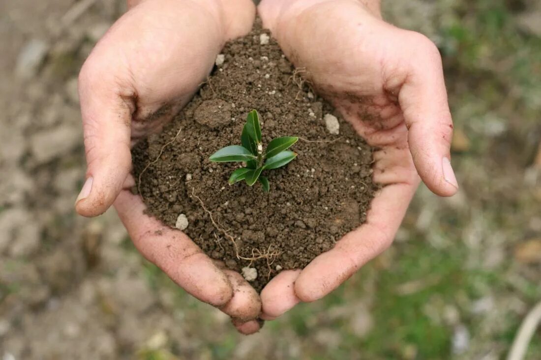 Почва. Земля почва. Плодородная земля. Удобрение земли. Защита почвы от загрязнения