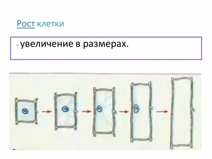Рост клетки какая ткань