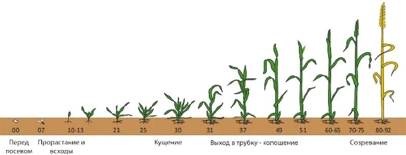 Пшеница в фазе выхода в трубку