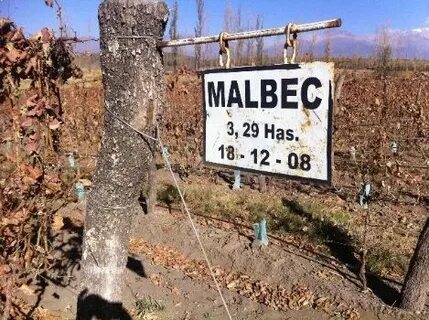 Всемирный день мальбека