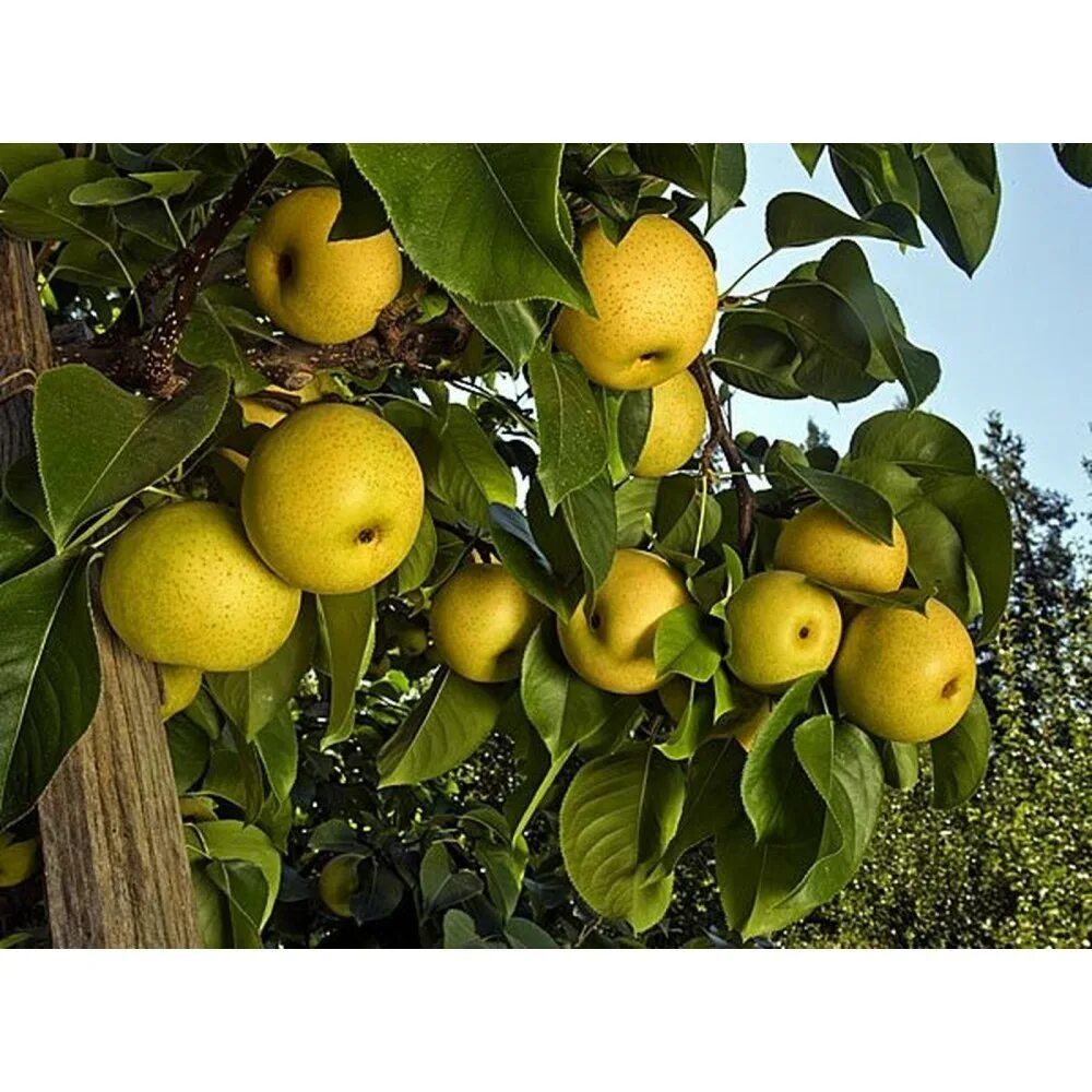 саженцы груши повислая. яблоня красуля. яблоневая груша нэша. сорт груши бергамот эсперена. груша китайская нэши.