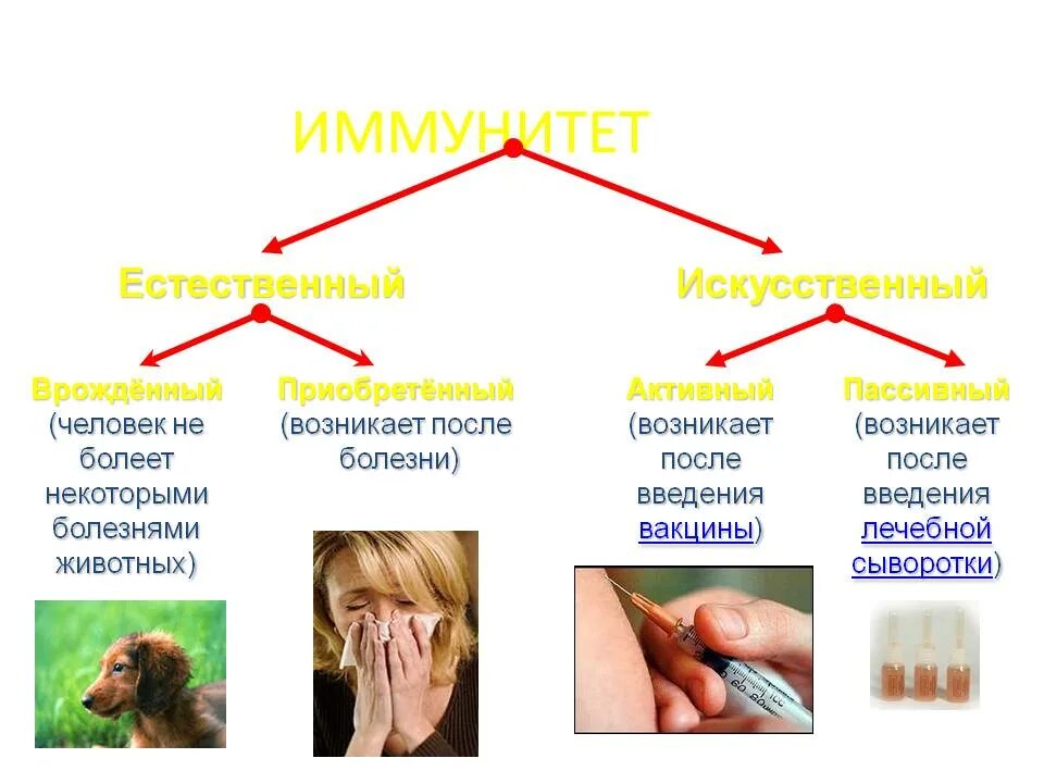 Активный иммунитет формируется в. Пассивный искусственный иммунитет прививка. Естественный пассивный иммунитет. Иммунитет естественный пассивный формируется. Пассивный приобретенный иммунитет.