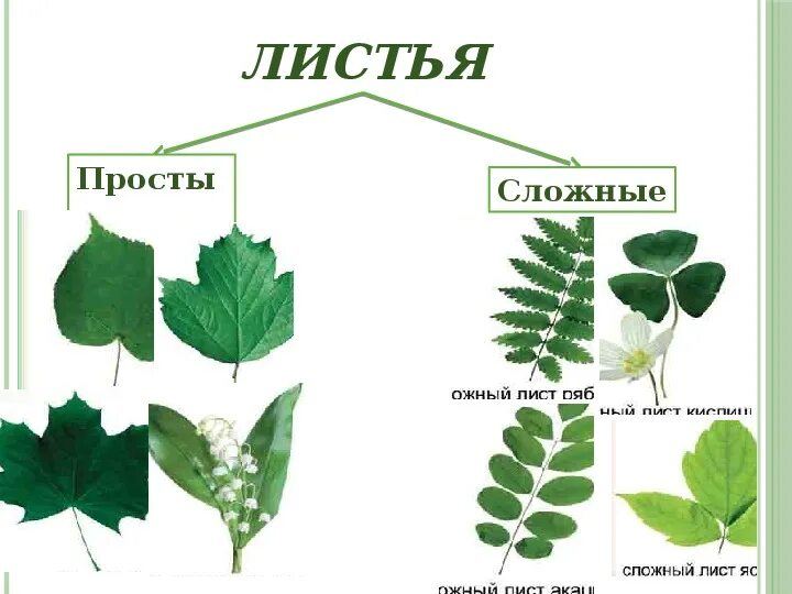 Строения листьев цветковых растений