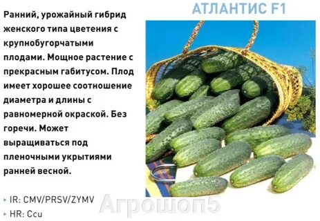 Огурцы сорт атлантис