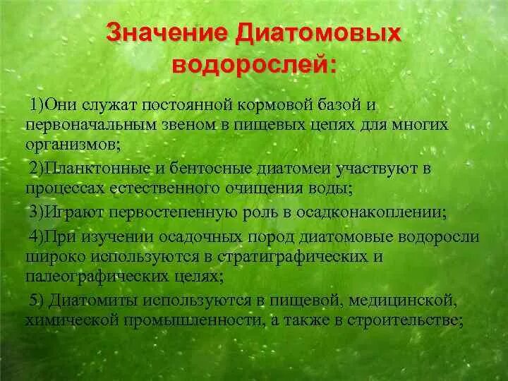 Сообщение о значении водорослей. Диатомовые водоросли значение. Диатомовые водоросли роль в природе и жизни человека. Диатомовые водоросли разновидности. Роль диатомовых водорослей.