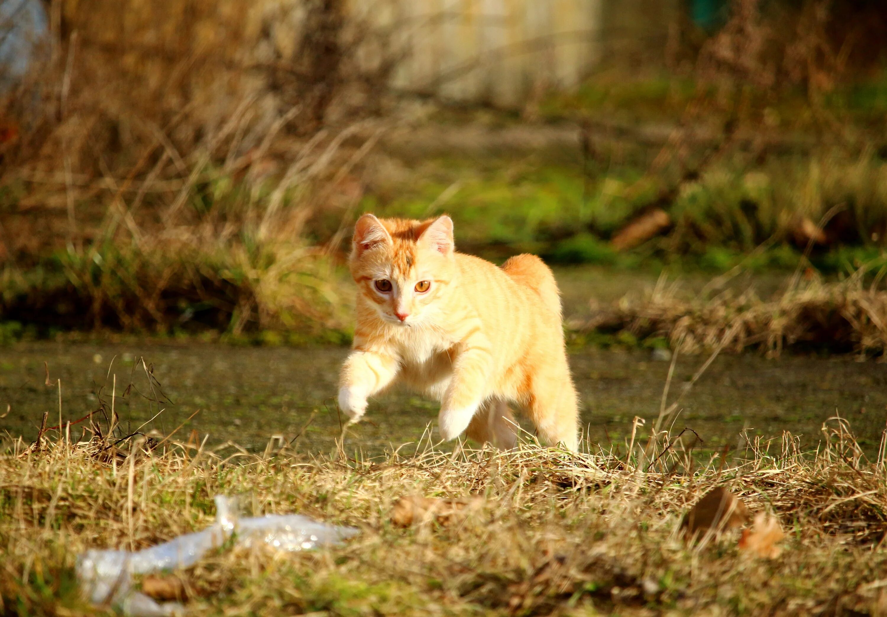 Включи кот бегать. Рыжий кот бежит. Кошка бегает. Рыжий кот убегает. Рыжий котенок бежит.