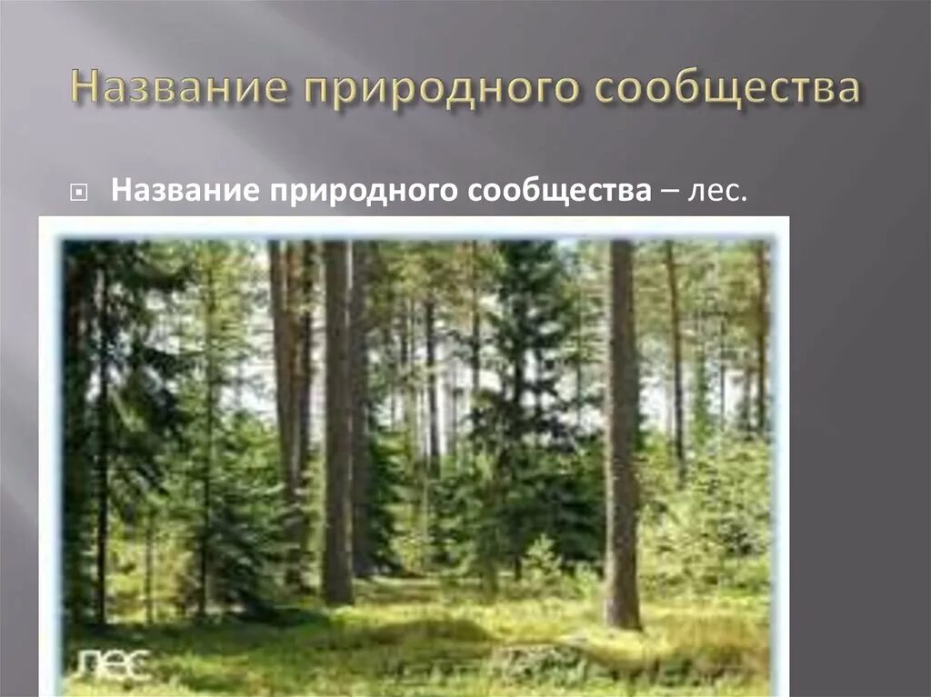 Почему лес называют сообществом 2 класс рассказ. Название природного сообщества. Природное сообщество леса. Название природного сообщества леса. Название природного сообщества – лес..