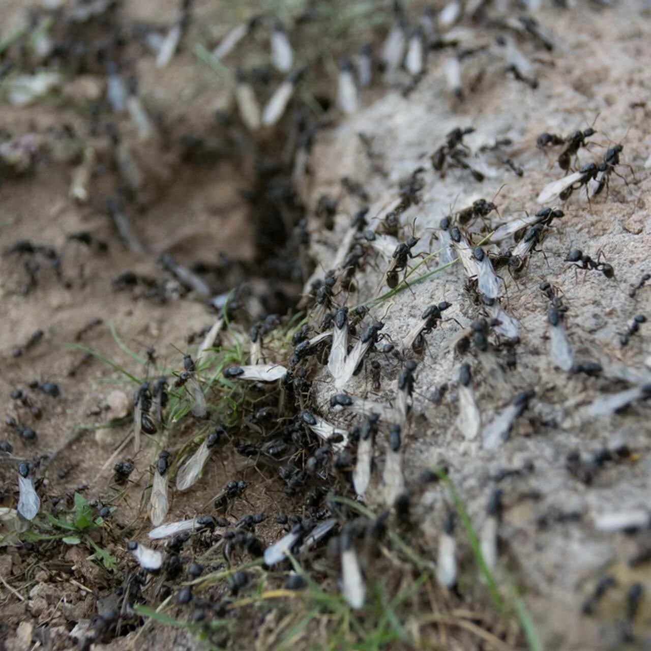 Нашествие крылатые муравьи. Нашествие летающих муравьев. Летучие муравьи на участке. Летающие муравьи маленькие.