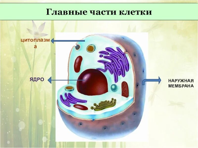 Основа клетки живого организма. Клетка ядро цитоплазма мембрана. Основные составные части клетки. Главные части клетки 5 класс биология. Основные части клетки 5 класс биология.