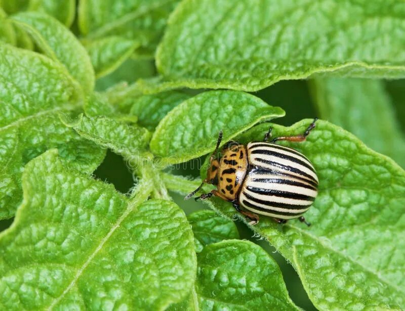 Leptinotarsa Filmati video - Sfoglia 759 video e filmati Stock HD Adobe Stock