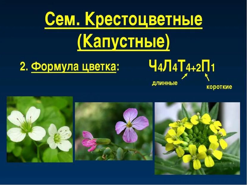 Название класса крестоцветных