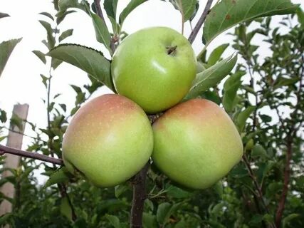 Вкусное яблоня