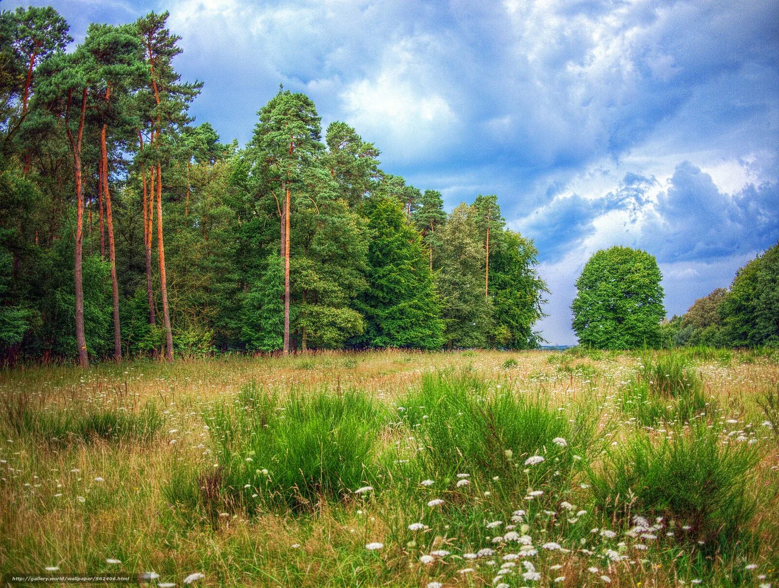 Опушка леса поляна. Поляна в лесу. Локнянская поляна в псковской области. Луг гуще леса. Опушка леса.
