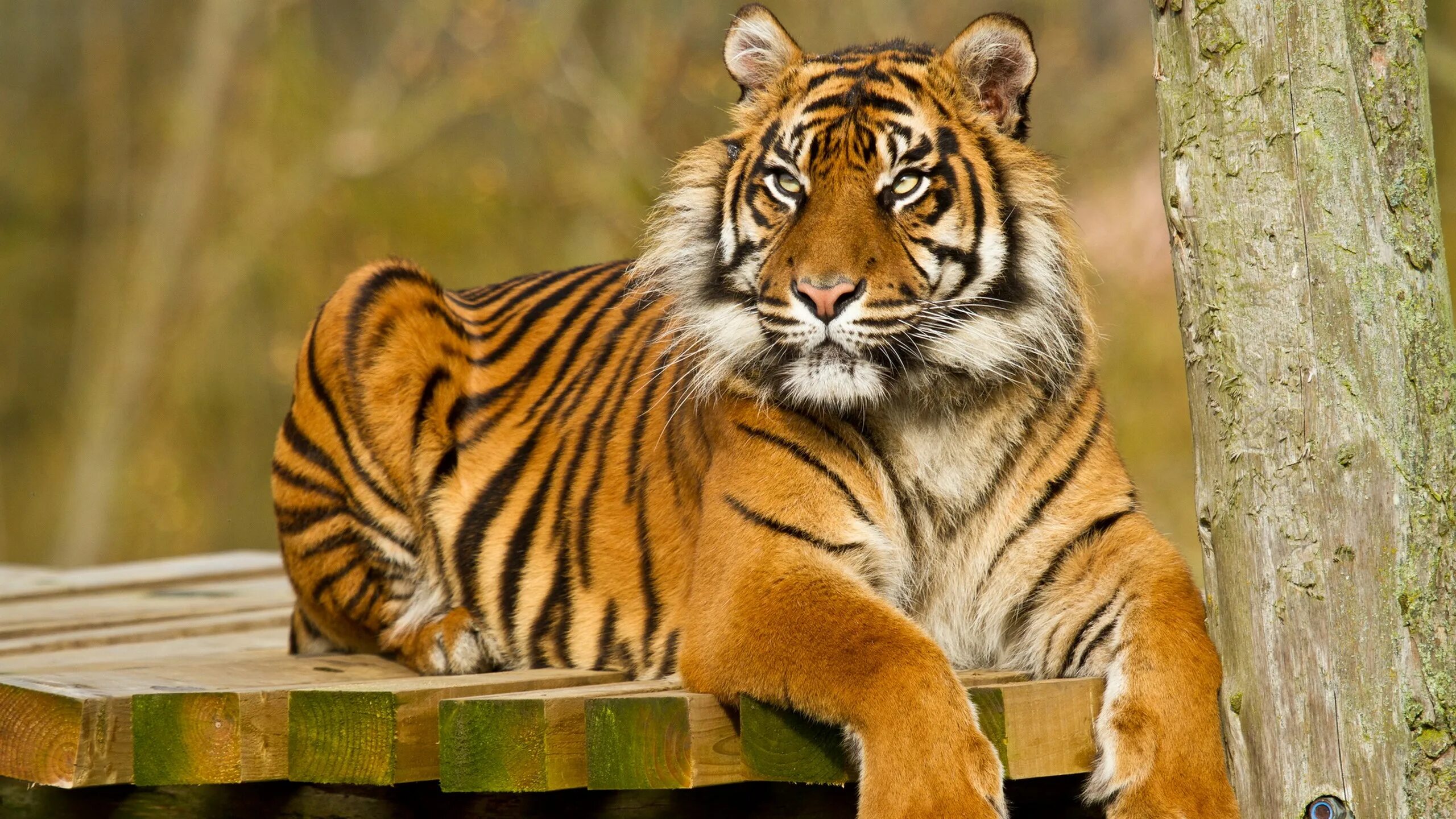 Тайгер тигр. Амурский тигр. Фото тигра. Красивый тигр.