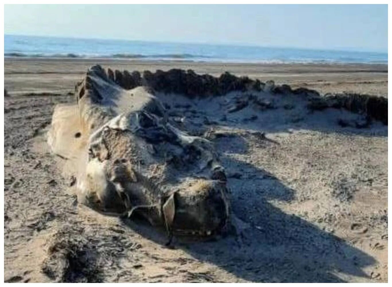 Неизвестные морские существа. Обмелевший дунай. Затонувший клад. Подводные находки. Белемниты чертов палец.