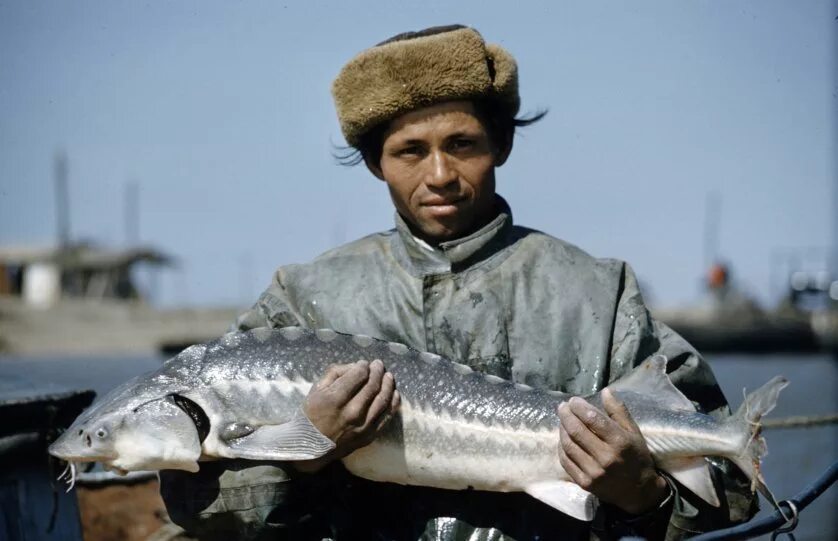 Стерлядь царская рыба. Стерлядь лявенги. Волжская стерлядь. День осетра. Осетрина царская рыба.