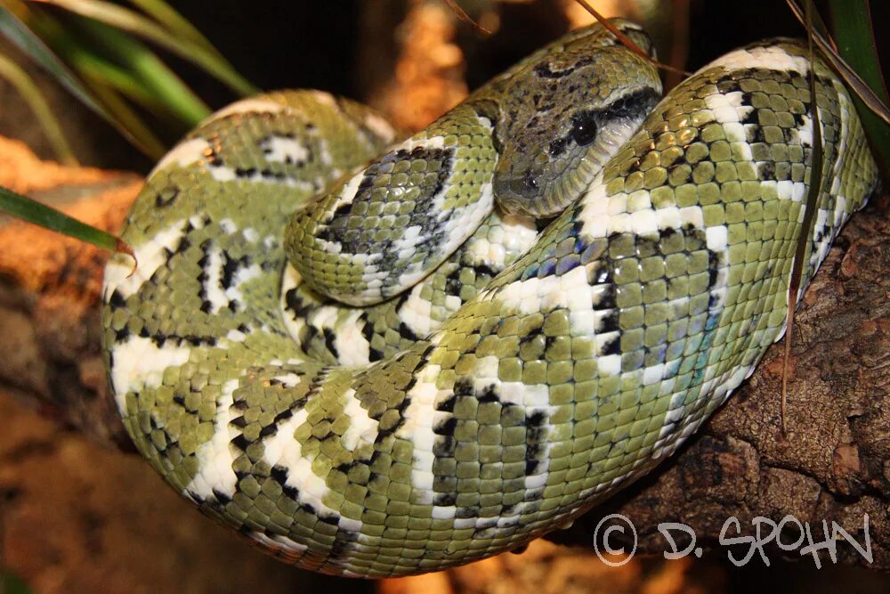 Мадагаскарский Земляной удав. Мадагаскарский удав Дюмериля. Sanzinia madagascariensis. Древесный удав.